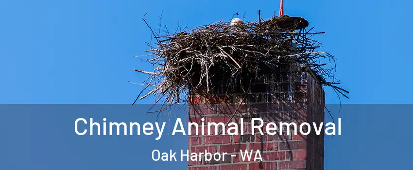  Chimney Animal Removal Oak Harbor - WA