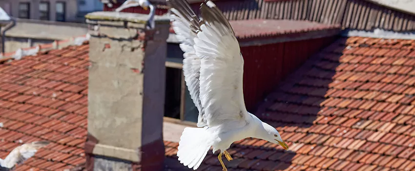 Residential Chimney Animal Removal Solution in Oak Harbor, WA