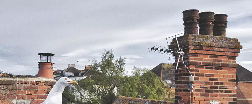 Chimney Cleaning And Restoration in Oak Harbor, Washington